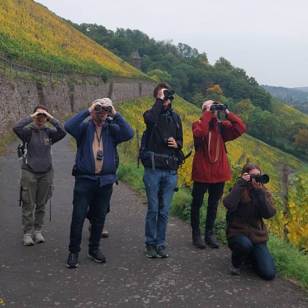 Herbstexkursion an den Drachenfels