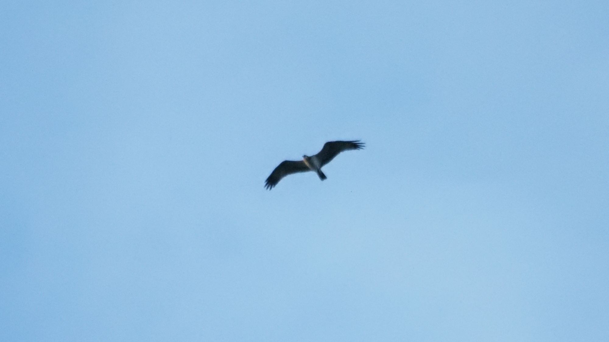 Rückblick auf den Autumn Bird Count 2025